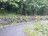 Road to Forest